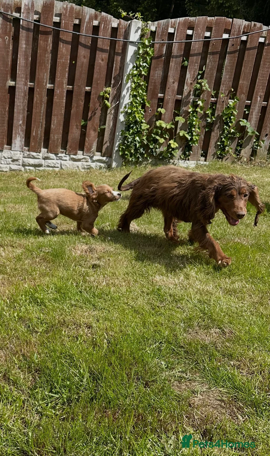 Cocker Spaniel dogs for sale: Beautiful arna  in Sheffield - Advert 2
