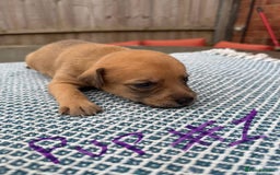Mixed Breed dogs for sale: Staffordshire bull terrier cross whippets - Image 2