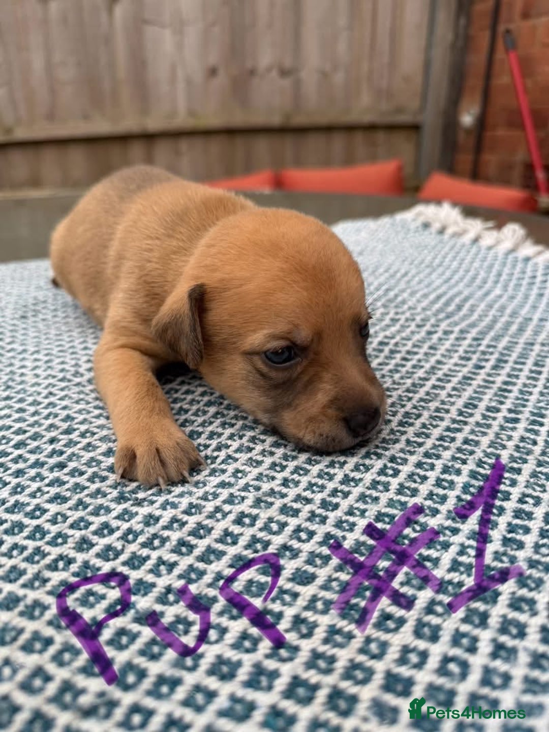 Mixed Breed dogs for sale: Staffordshire bull terrier cross whippets - Image 2