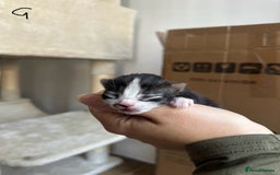 Domestic Shorthair cats for sale: 5 Little babies  - Image 5