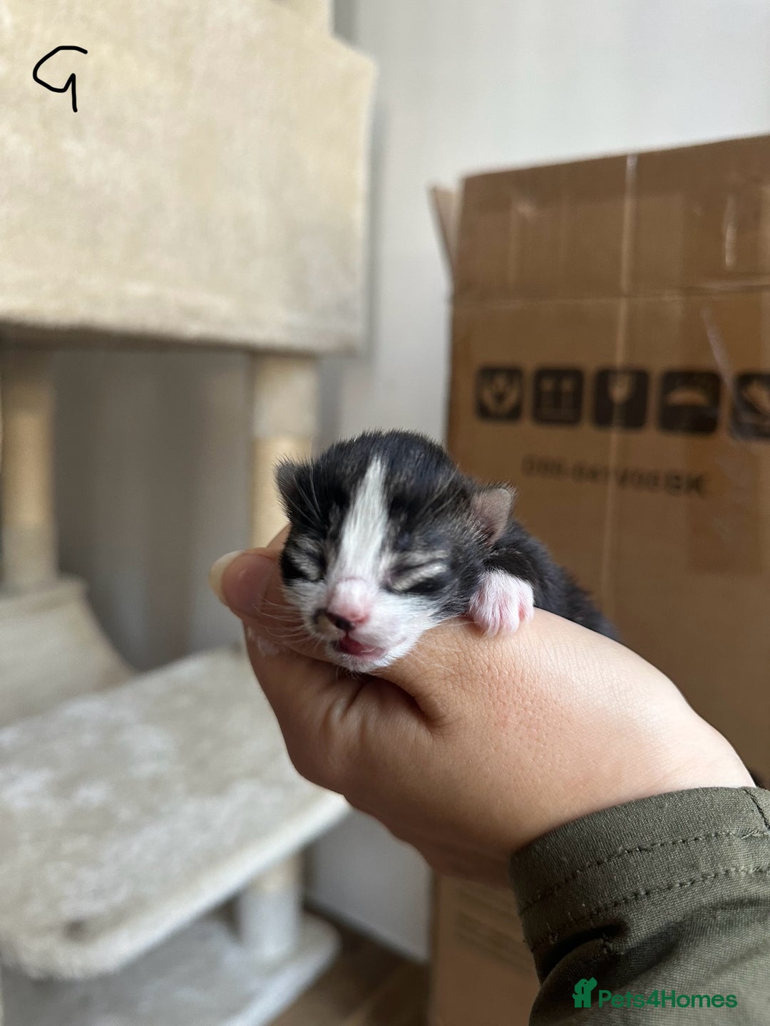 Domestic Shorthair cats for sale: 5 Little babies  - Image 5