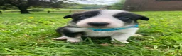 Border Collie dogs for sale:  10 Beautiful tri colour border collie puppies in Exeter - Advert 14