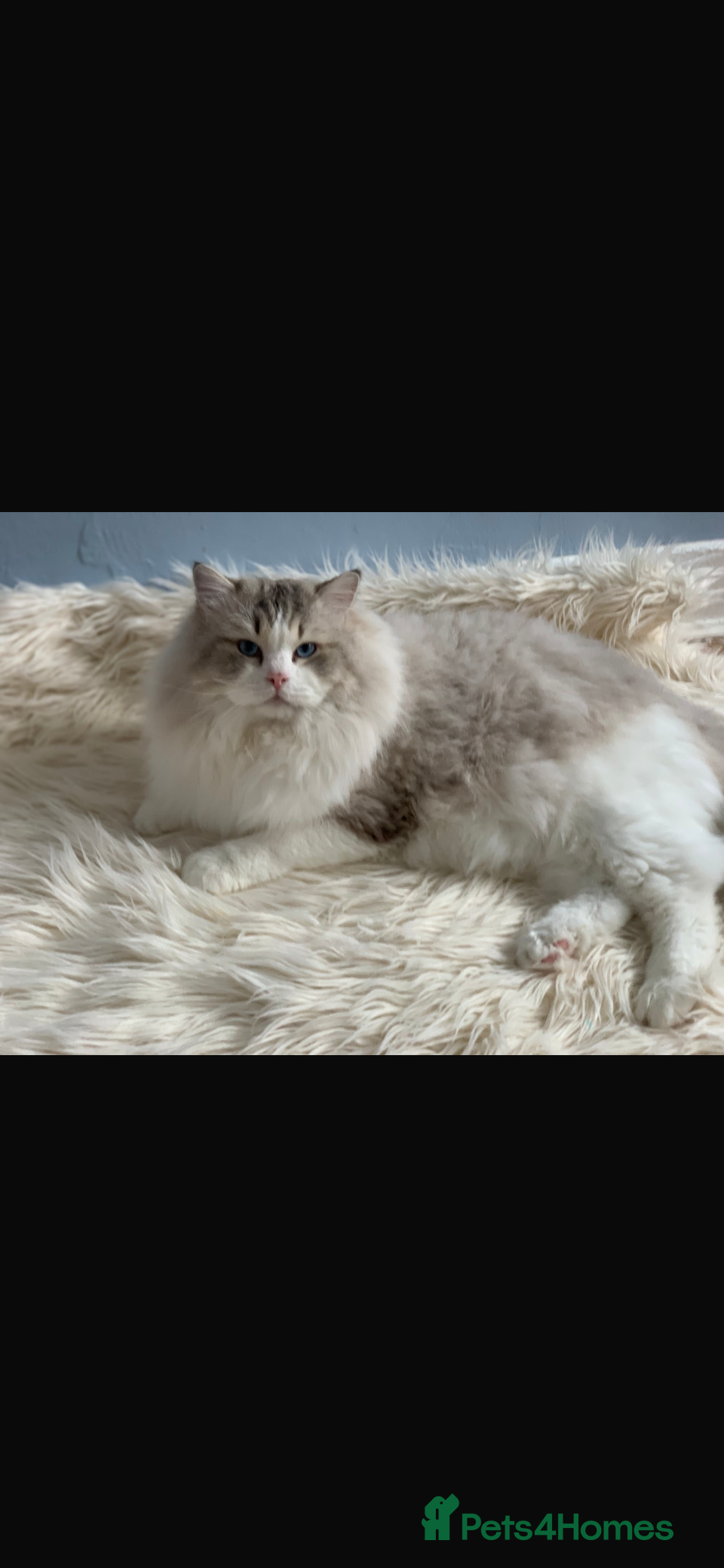 Ragdoll cats Proven Stud Stunning Ragdoll Male  Active Register - Advert 4