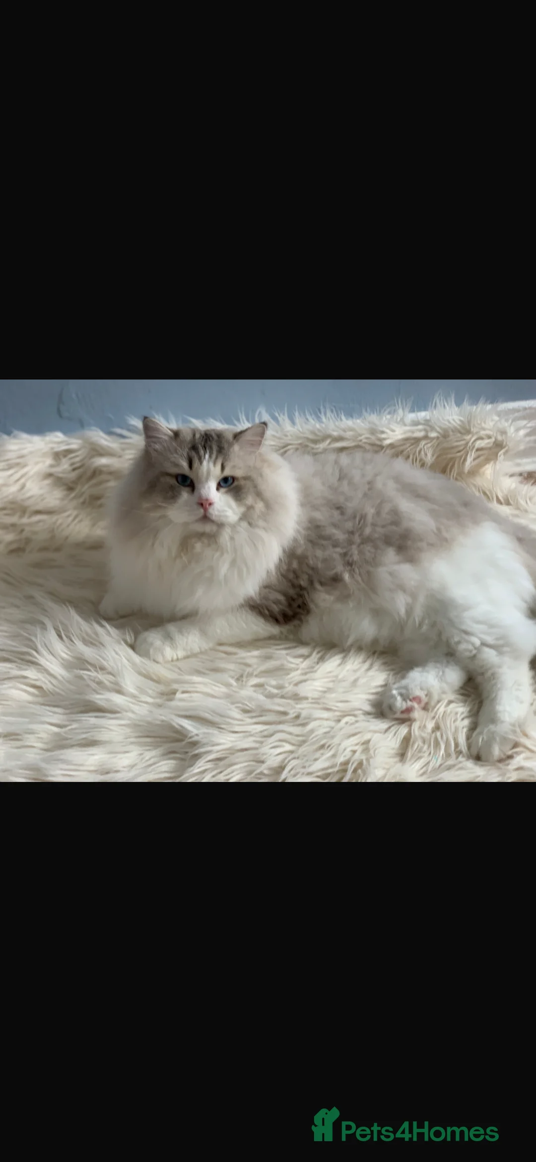 Ragdoll cats for sale: Proven Stud Stunning Ragdoll   RESERVED  - Advert 1