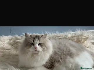 Ragdoll cats Proven Stud Stunning Ragdoll Male Active Register - Advert 4