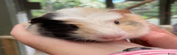 Guinea Pig rodents for sale: Stunning bonded baby guinea pigs - Advert 1