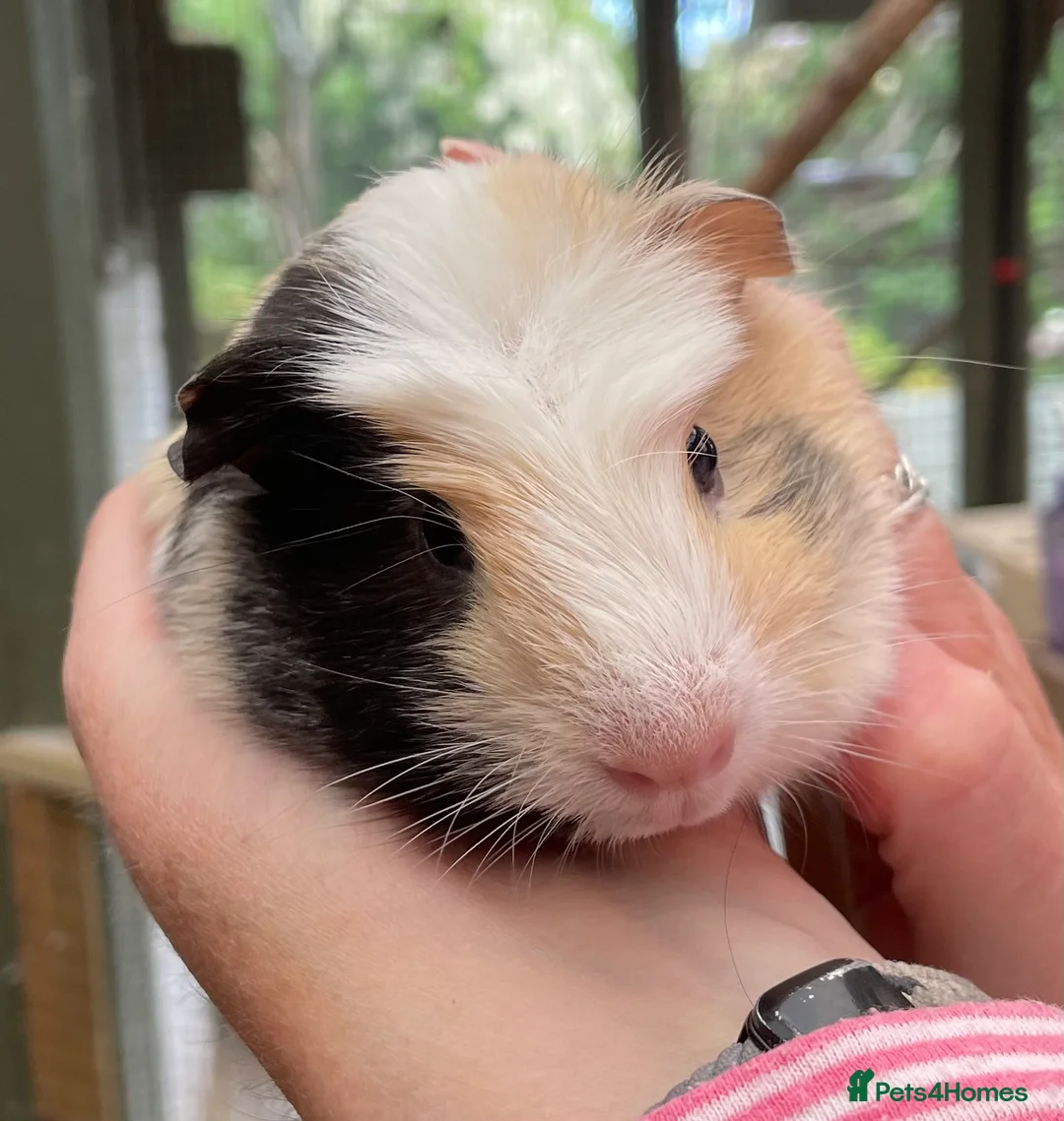 Guinea Pig rodents for sale: Stunning bonded baby guinea pigs - Advert 1