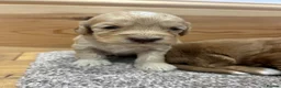 Cockapoo dogs for sale: F1 cockapoo puppies  - Advert 10