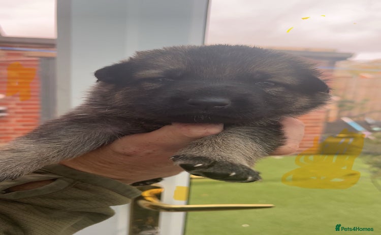 German Shepherd dogs - Advert 4