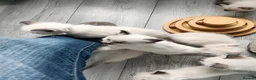 Ragdoll cats for sale: GCCF Registered ragdoll kittens available 28 Aug.  in Lincoln - Advert 32