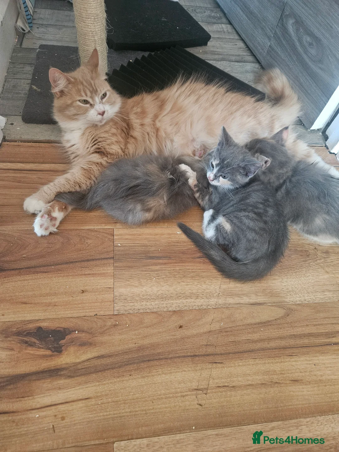 Mixed Breed cats for sale: 3 colour kittens - Advert 2