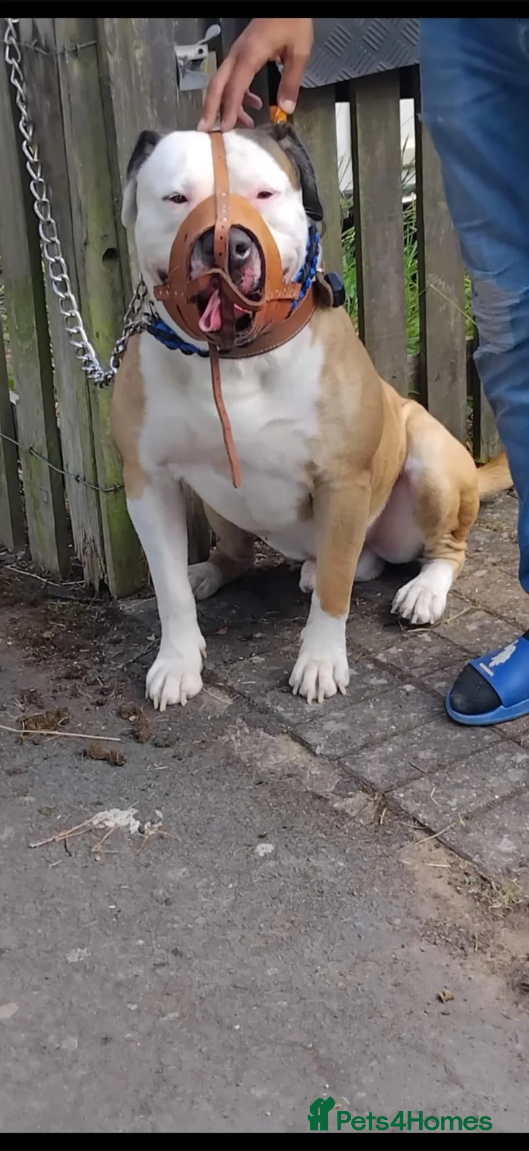 American Bully dogs for sale: American bully puppies  - Advert 2
