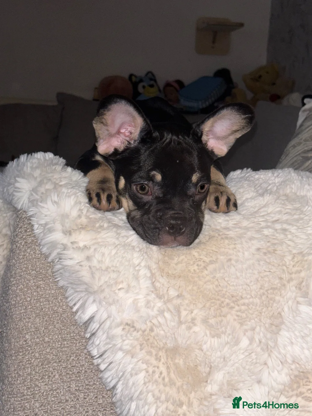 French Bulldog dogs for sale: Fluffy Gene Frenchie Girl 🧬  - Advert 2
