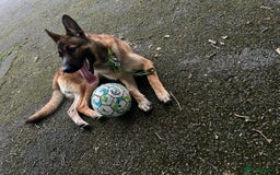 German Shepherd dogs for sale: German Shepard / Belgian Malinois Male Dog - Image 2