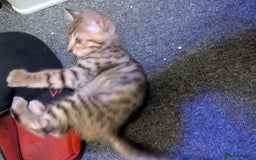 Mixed Breed cats for sale: One male kitten looking for he new home - Image 3