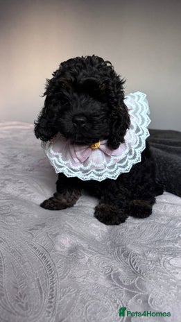 Cockapoo dogs - Advert 7