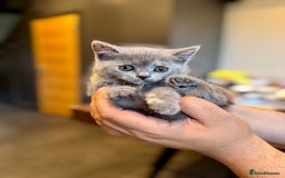 British Shorthair cats for sale: British shorthair hair kittens  - Image 14