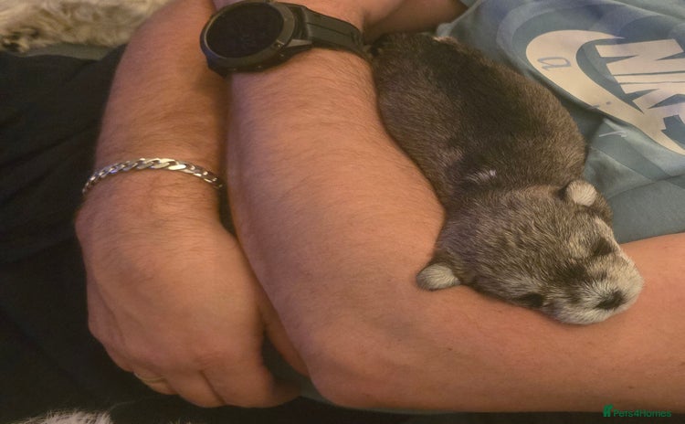 Mixed Breed dogs One unique hybrid puppy  - Advert 11