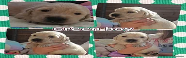 Green collar boy 