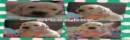 Golden Retriever dogs for sale: 8 stunning kc registered golden retriever puppies  - Advert 8