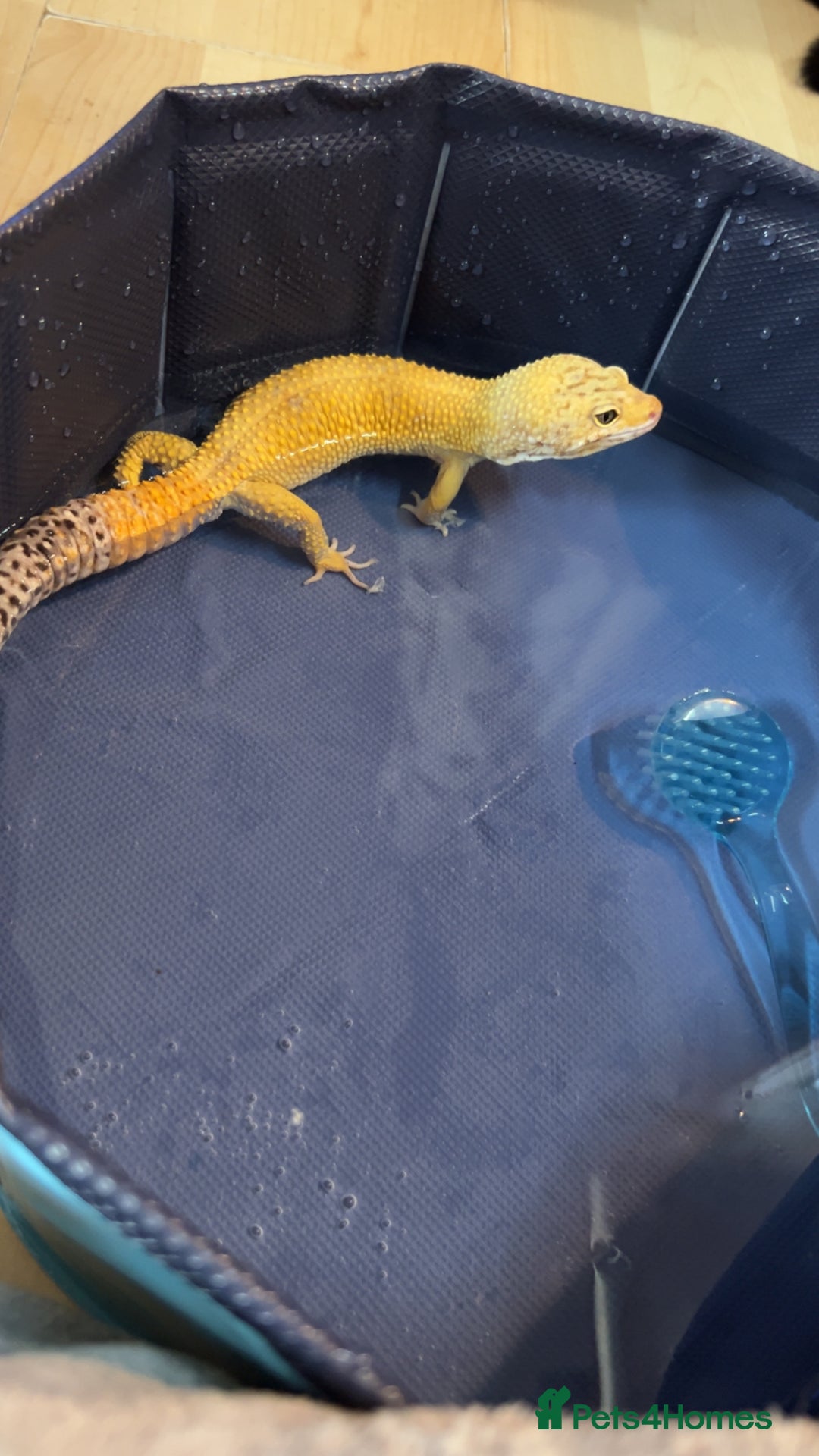 Leopard Gecko reptiles for sale: Leopard geckos  - Image 5