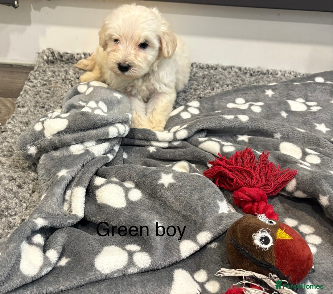 Cockapoo dogs for sale: F1B cockapoo - Image 4