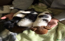 Jack Russell dogs for sale: Jack Russell puppies  - Image 4