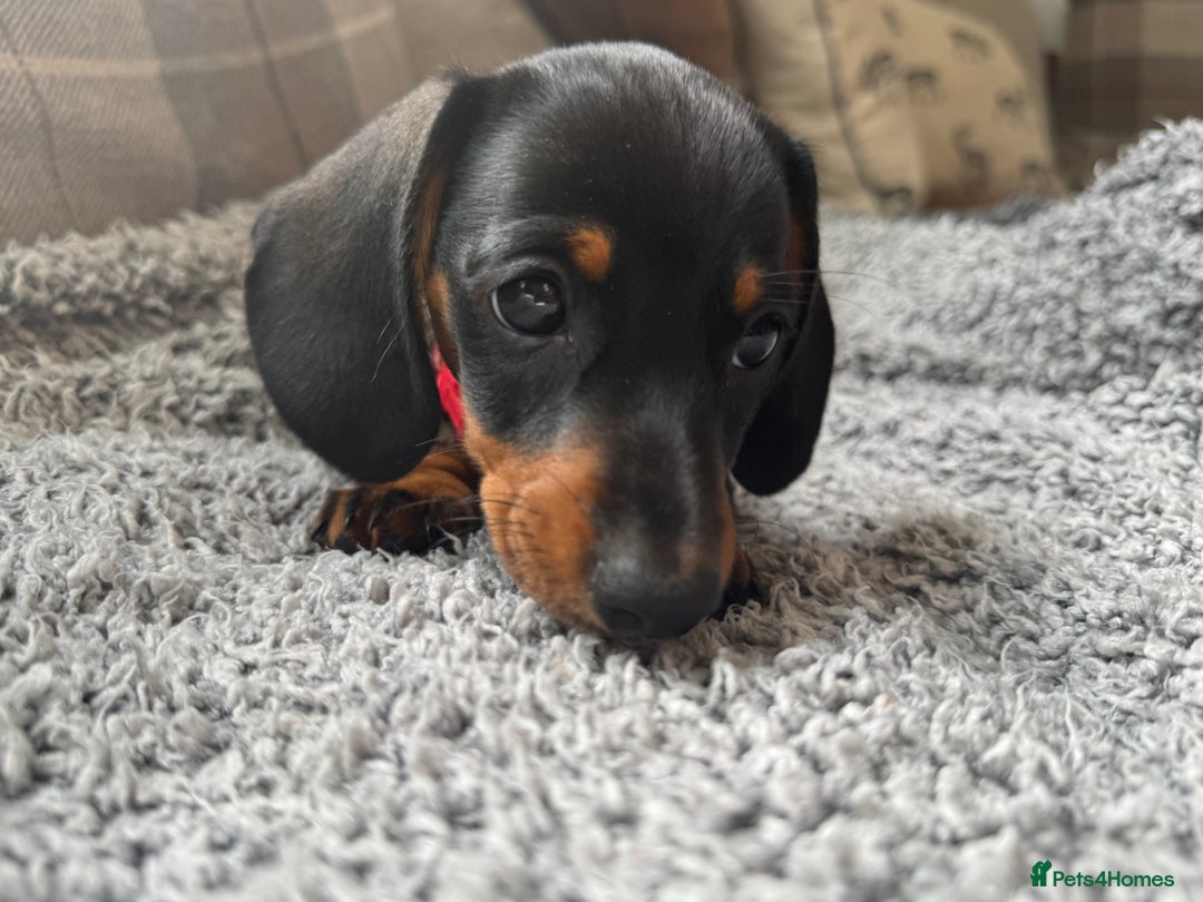 Miniature Dachshund dogs for sale: Last Boy *KC, PRA clear mini Dachshund puppies - Image 25
