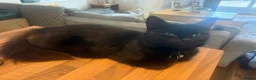 Mixed Breed cats for sale: Beautiful Kittens For Sale - Advert 3