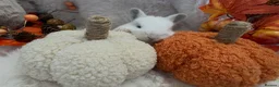 Rex rabbits for sale: Rex x Netherland dwarf  - Advert 26