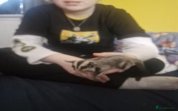 Sugar Glider rodents for sale: Mosaic Male Joey and classic joey - Image 10