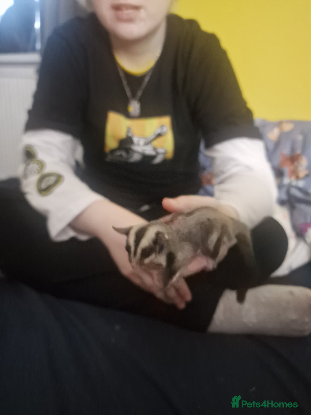 Sugar Glider rodents for sale: Mosaic Male Joey and classic joey - Image 10