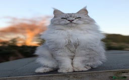 Maine Coon cats for sale: Black Silver Shaded proven stud boy - Advert 3