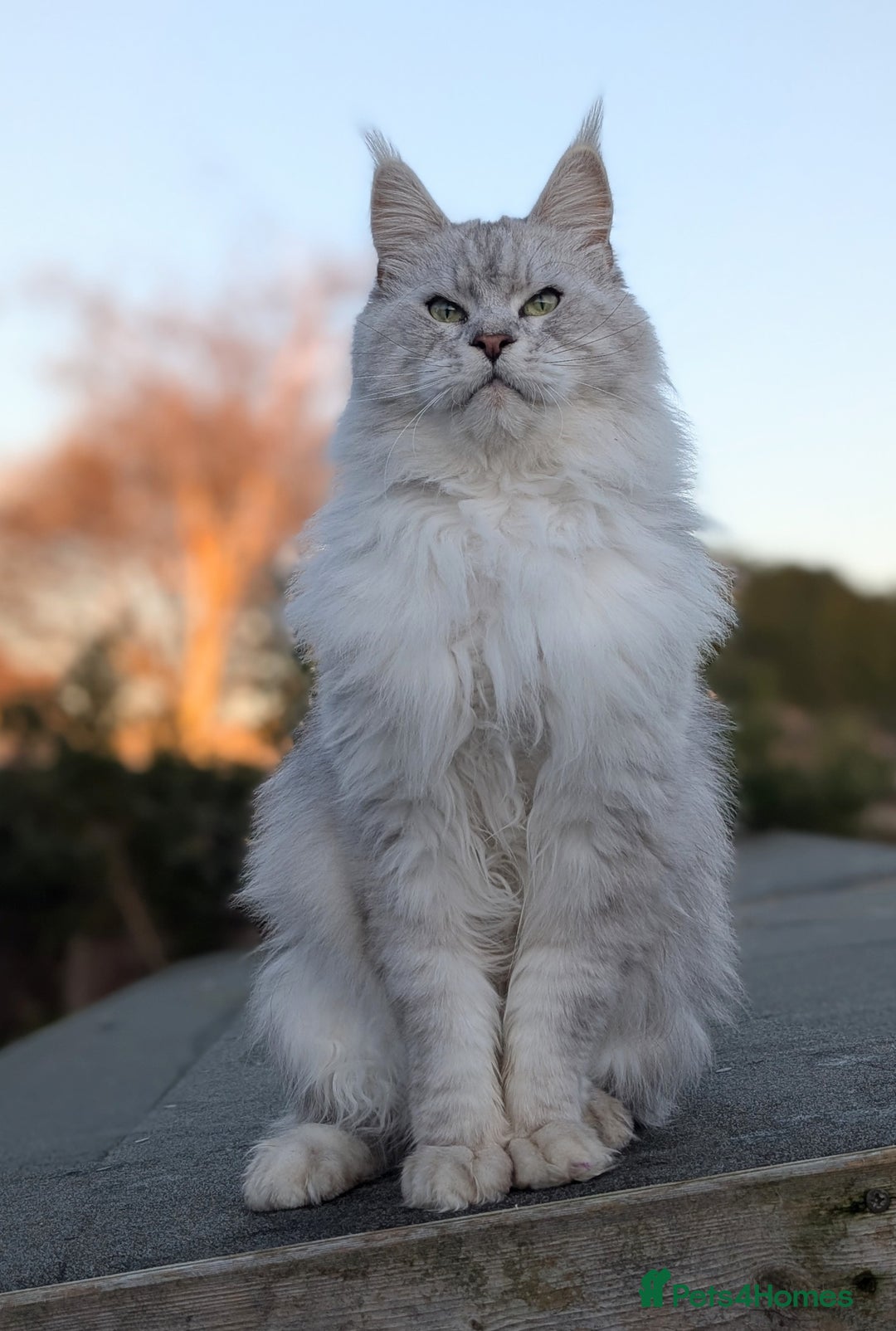 Maine Coon cats for sale: Black Silver Shaded proven stud boy - Advert 3