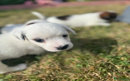 Jack Russell dogs for sale: Pedigree Jack Russell Puppies  - Image 22