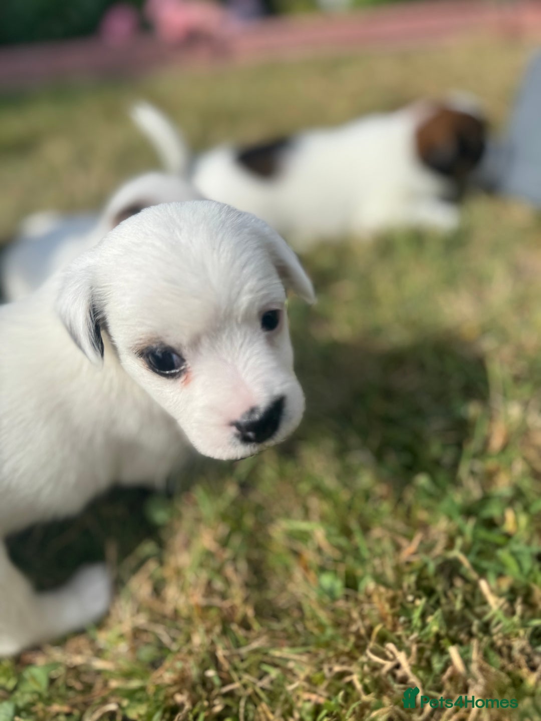 Jack Russell dogs for sale: Pedigree Jack Russell Puppies  - Image 22