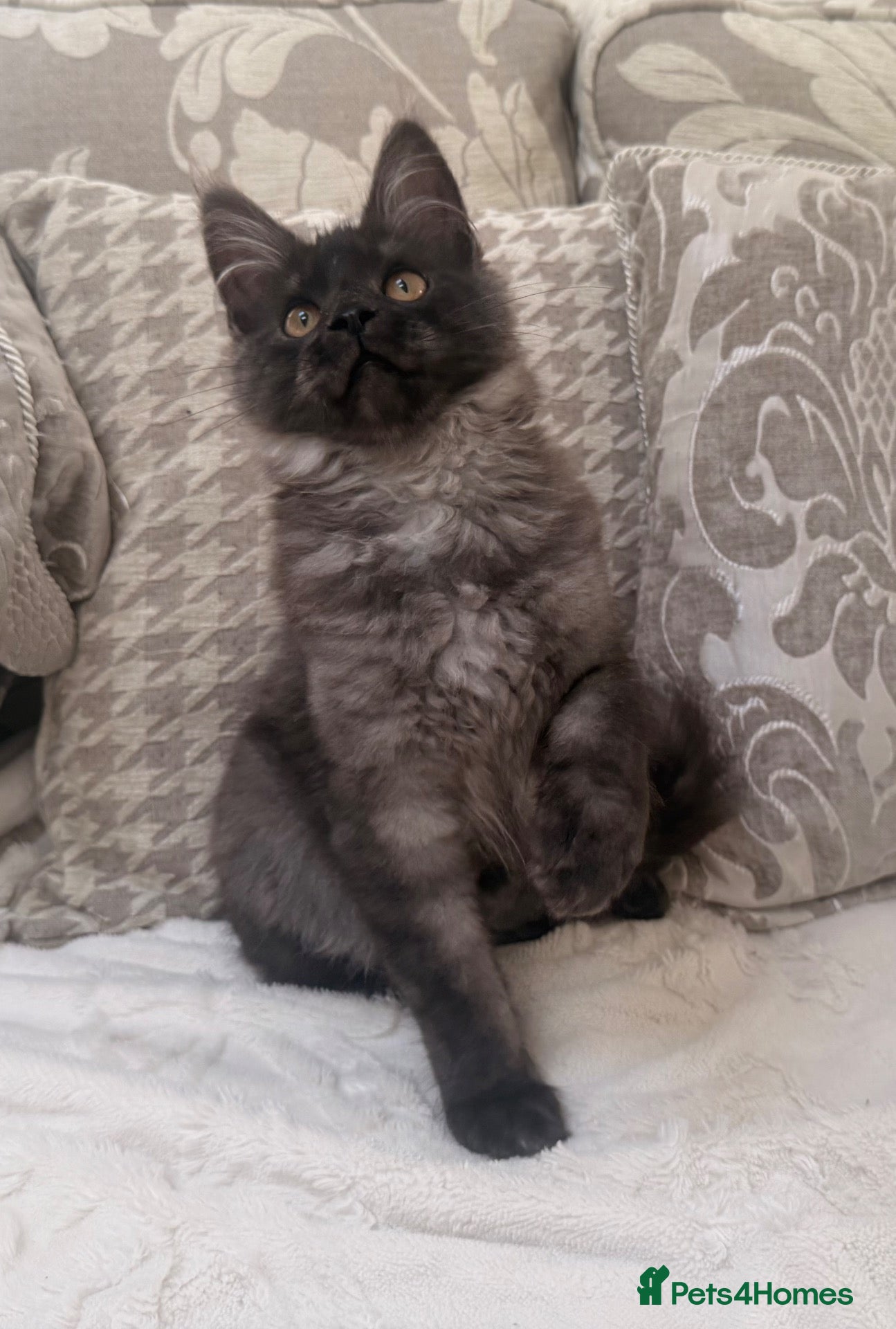 Maine Coon cats Tica registered black smoke maine coon kittens - Advert 1