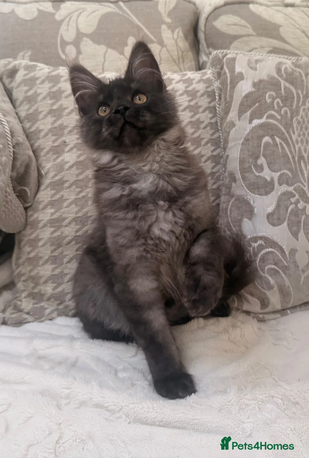 Maine Coon cats for sale: Tica registered black smoke maine coon kittens - Advert 1