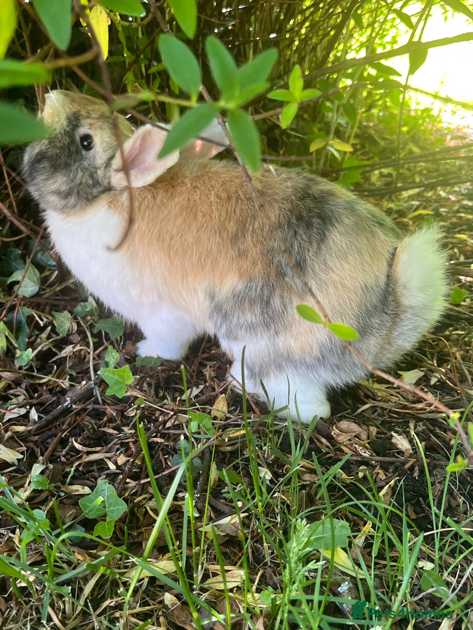 Mini Lop rabbits for sale: Gorgeous (7 Month Old) Mini Lop Mix Buck  - Advert 2