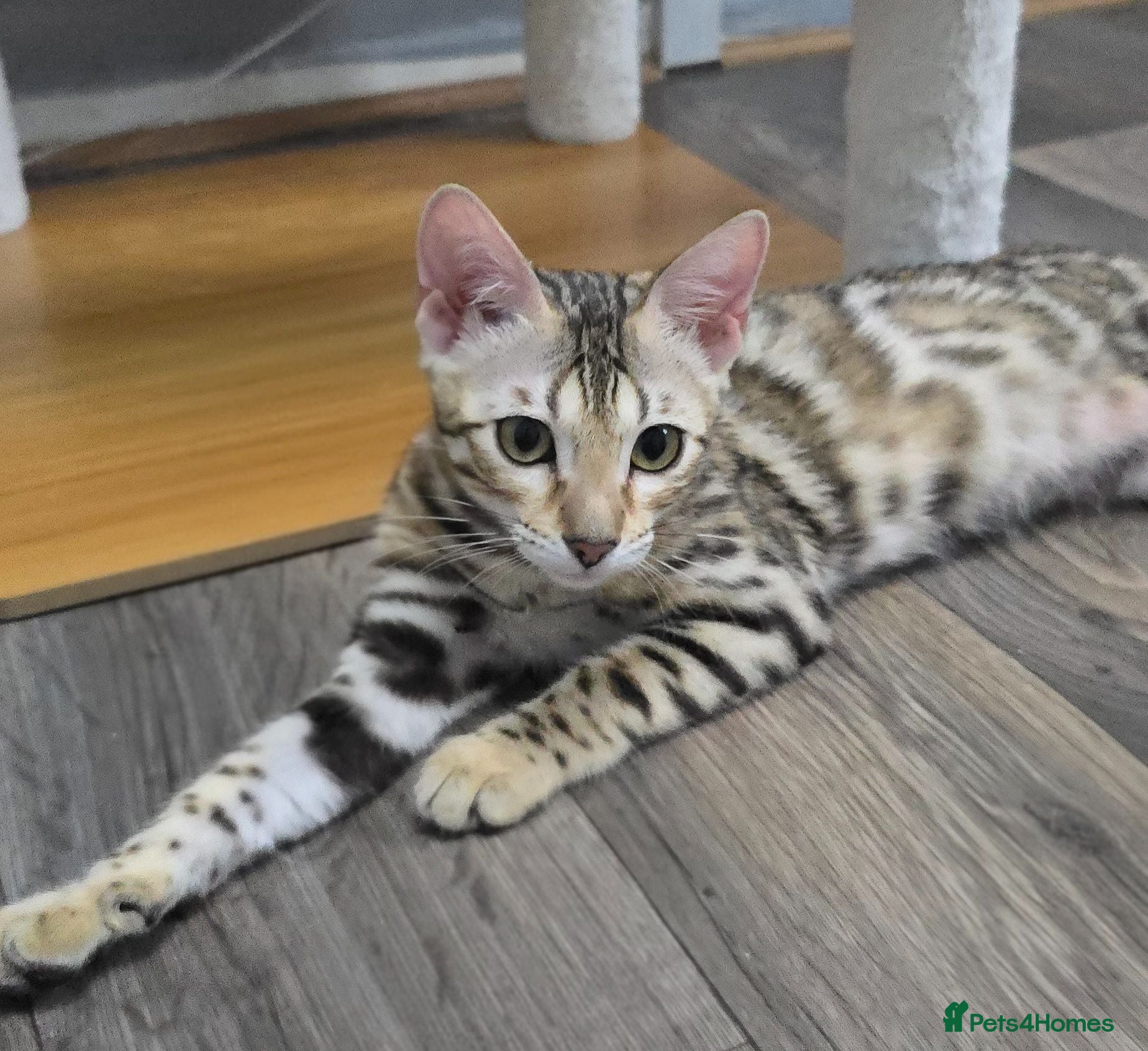 Bengal cats Ready NOW last 2 girls - Advert 6