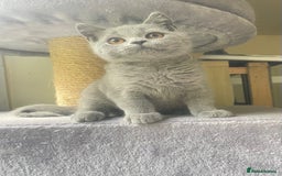 British Shorthair cats for sale: Pure breed British shorthair blue &  golden kitten - Image 2