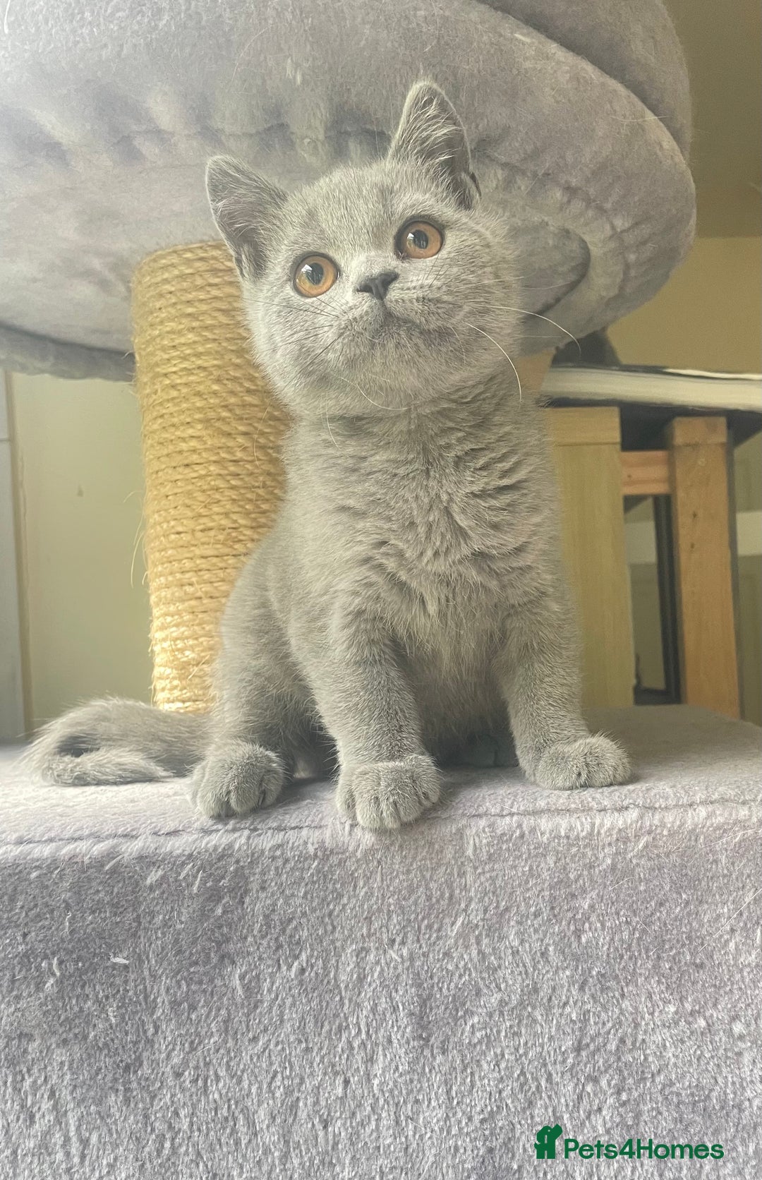 British Shorthair cats for sale: Pure breed British shorthair blue &  golden kitten - Image 2
