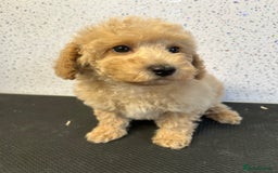 Toy Poodle dogs for sale: Stunning litter of toy poodle puppies  - Image 1