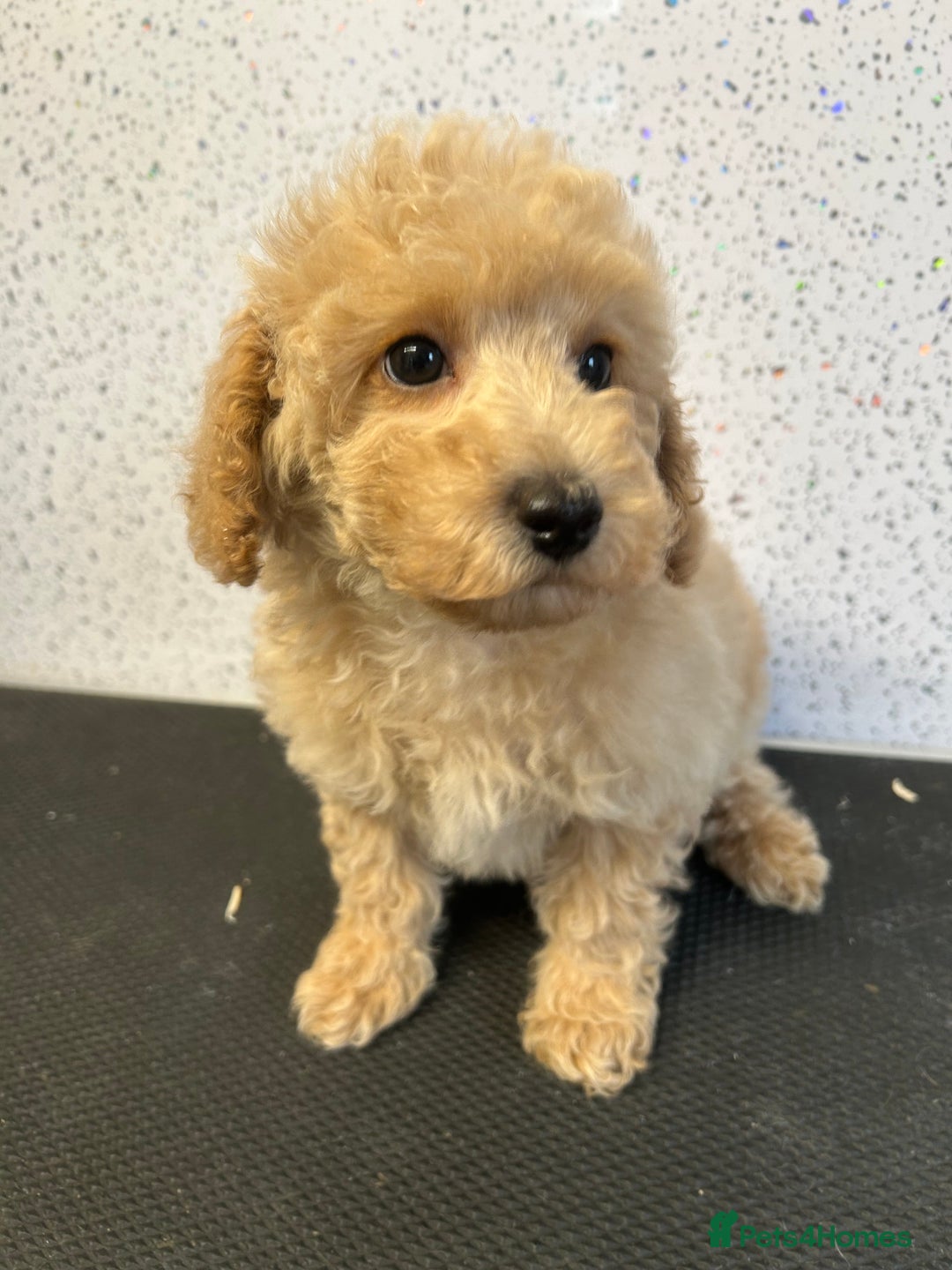 Toy Poodle dogs for sale: Stunning litter of toy poodle puppies  - Image 1