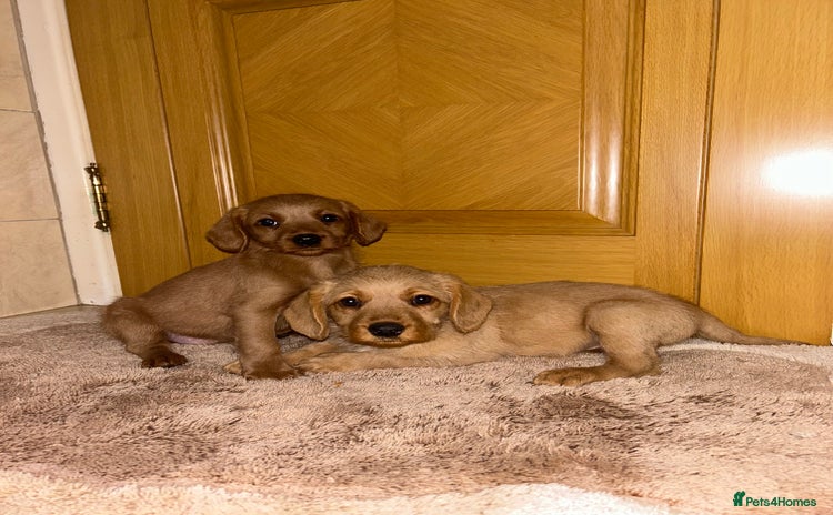 Labradoodle dogs - Advert 5