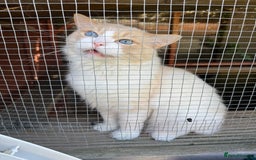 Ragdoll cats for sale: Ragdoll adult  Tica  - Image 4