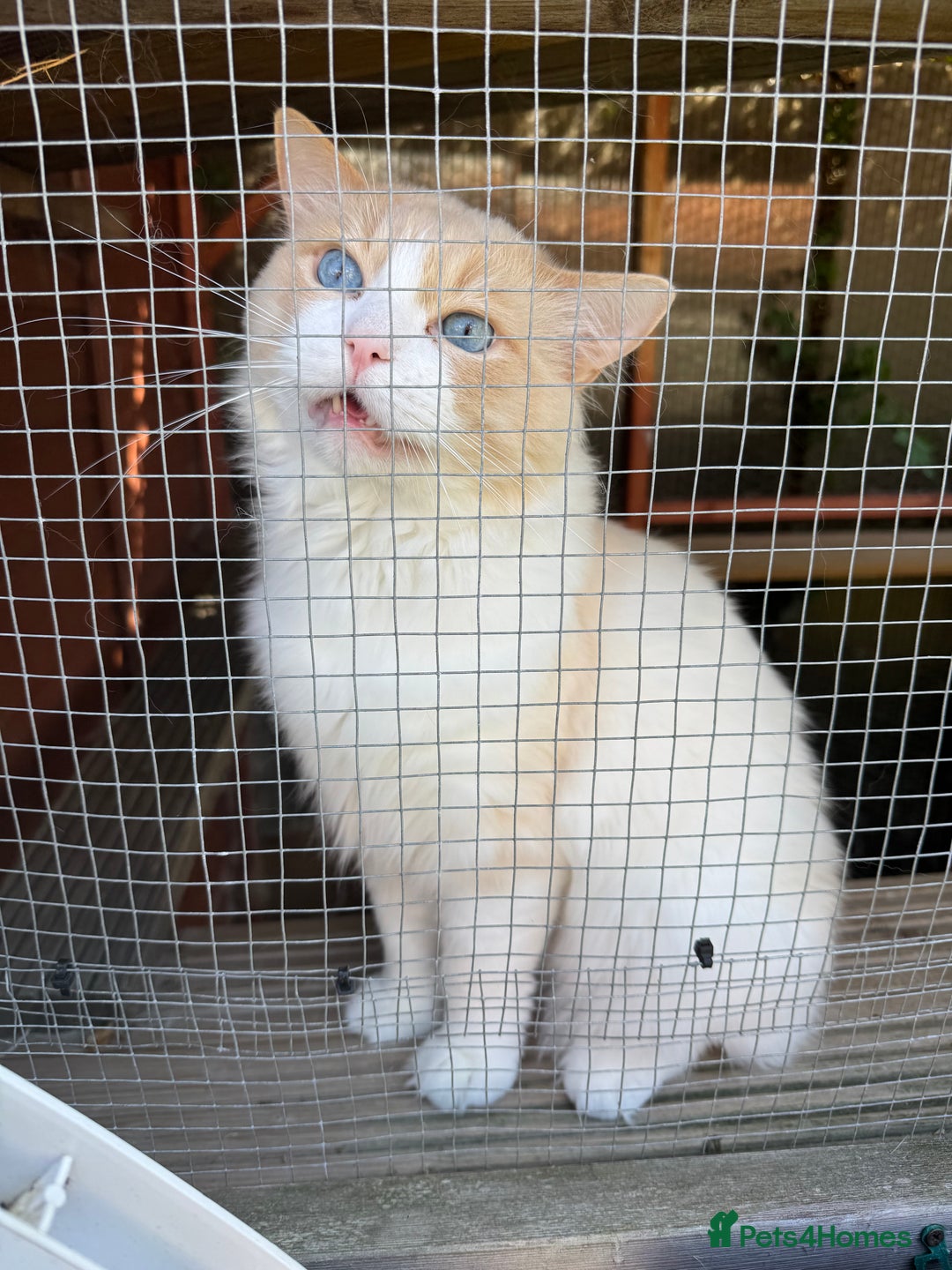 Ragdoll cats for sale: Ragdoll adult  Tica  - Image 4