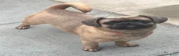 Jug dogs for sale: Jug for sale female still intact. - Advert 4