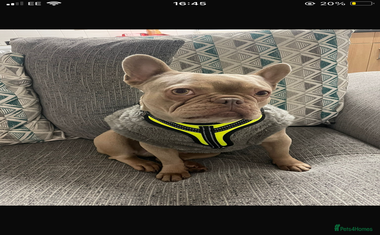 French Bulldog dogs - Advert 9