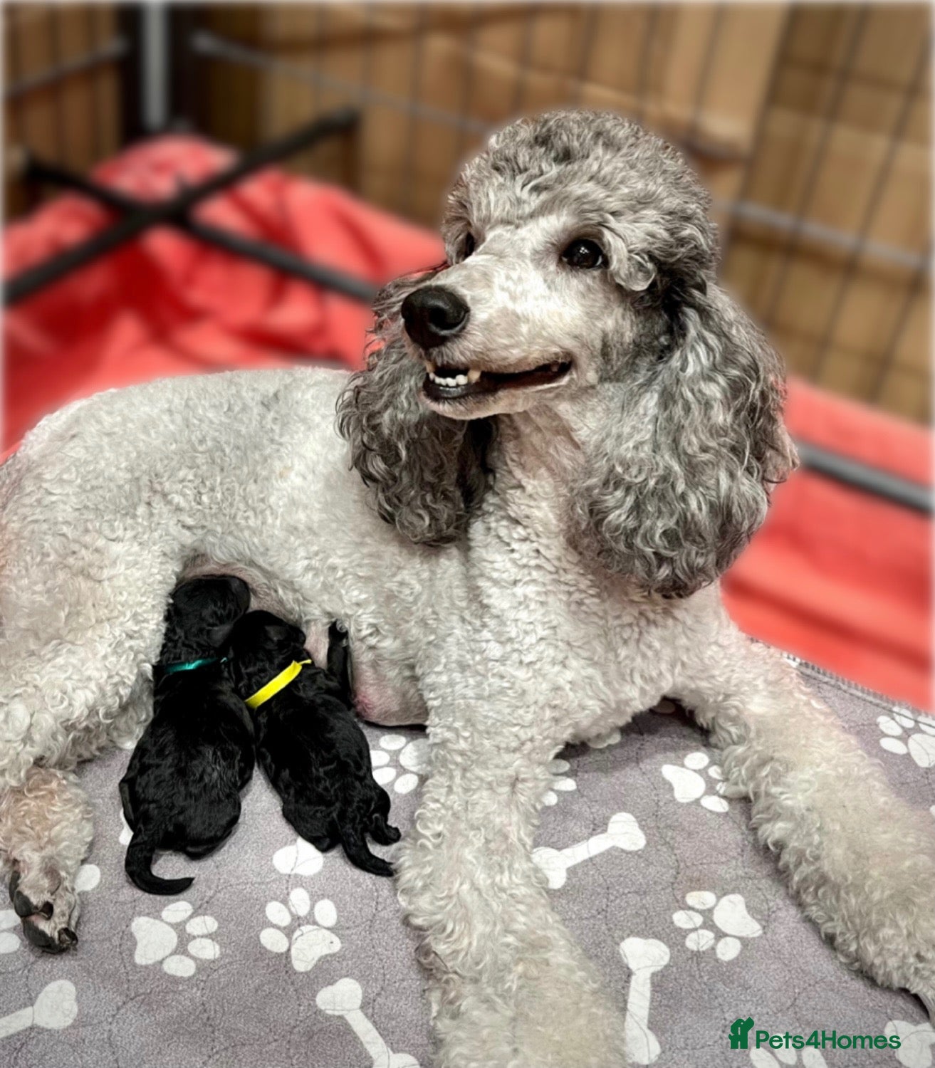 Miniature Poodle dogs 🌟RARE Silver Miniature Poodle Puppies🌟 - Advert 1